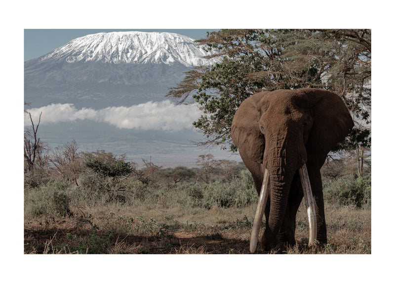 Tribute to a fallen Tusker;  Tolstoy