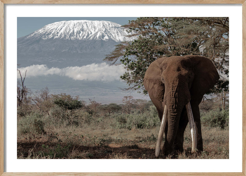 Tribute to a fallen Tusker;  Tolstoy
