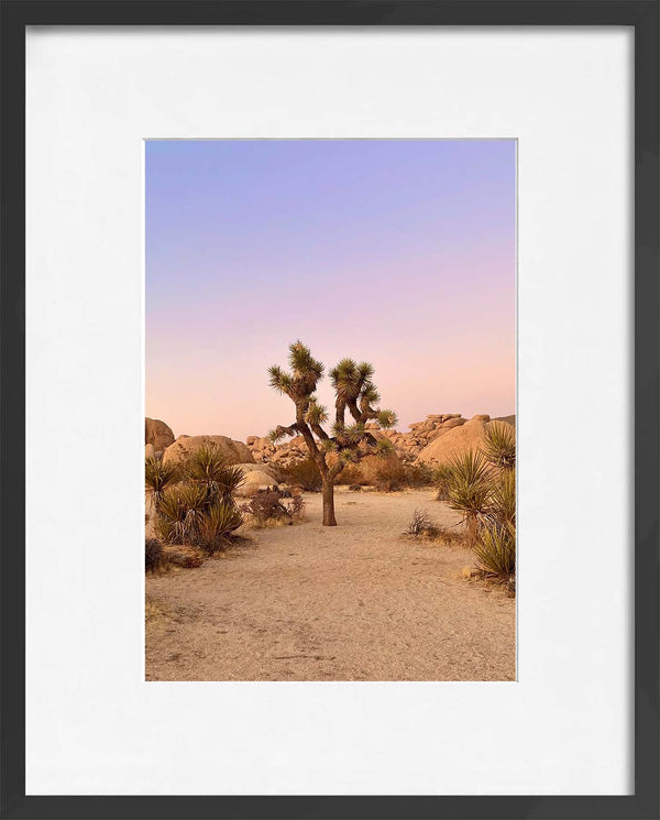 Joshua Tree