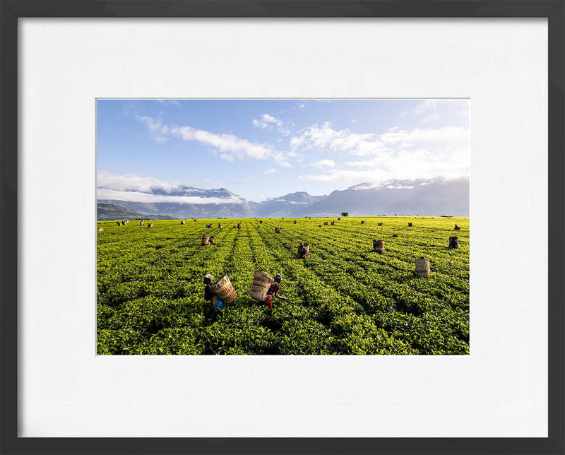 A Tea Green Sea