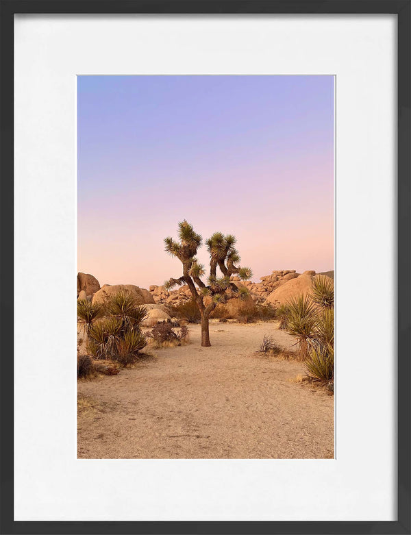 Joshua Tree