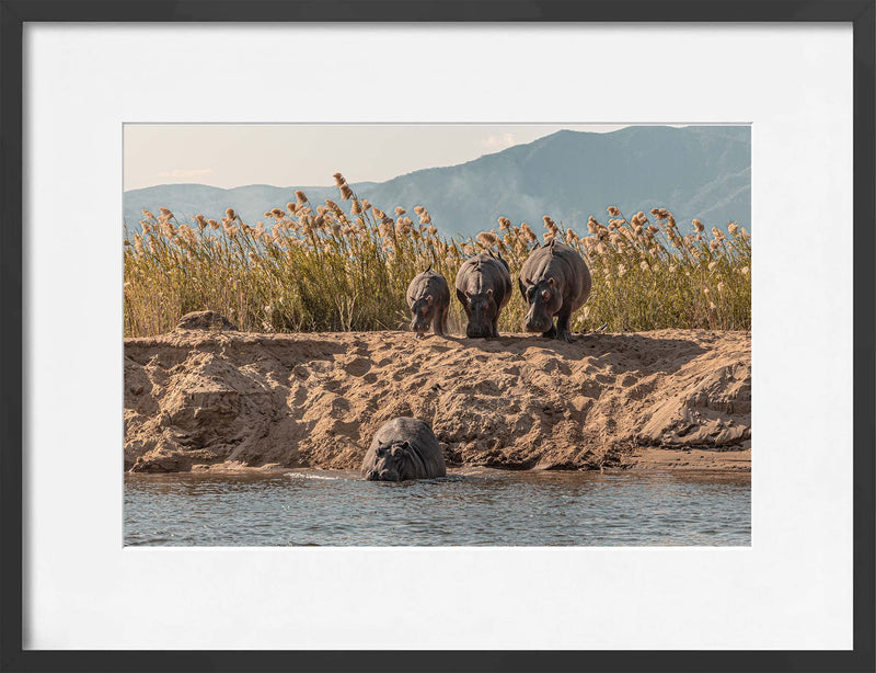 A Hesitation of Hippo’s