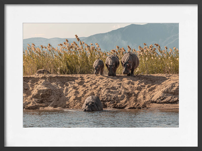 A Hesitation of Hippo’s
