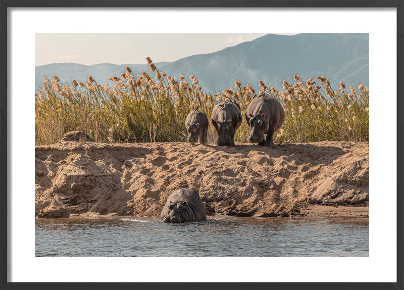 A Hesitation of Hippo’s