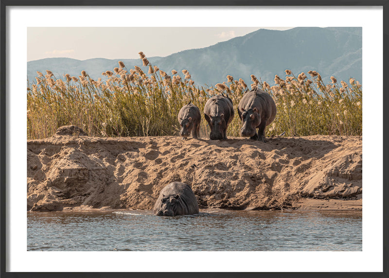 A Hesitation of Hippo’s