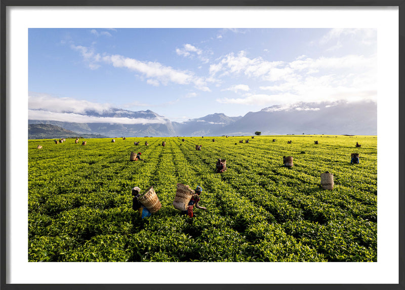 A Tea Green Sea