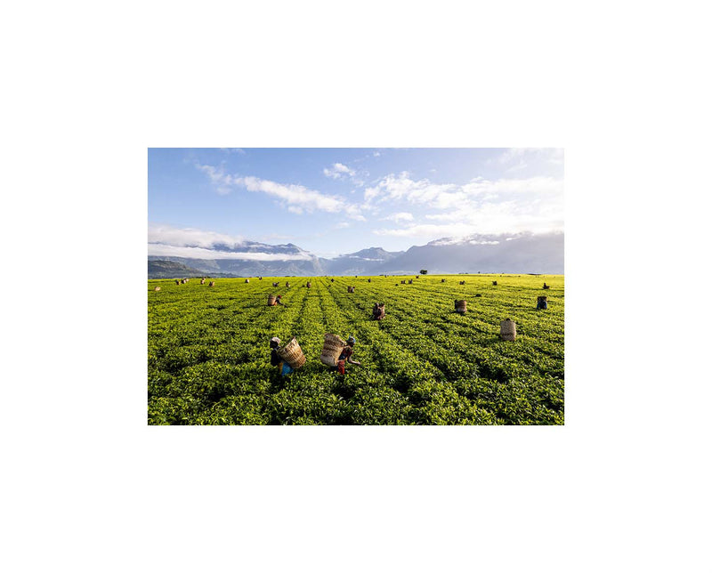 A Tea Green Sea