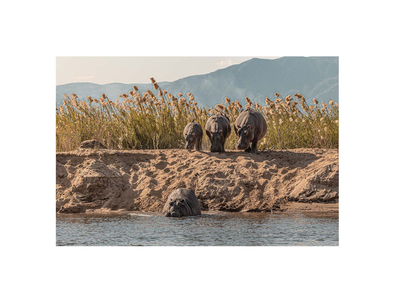 A Hesitation of Hippo’s