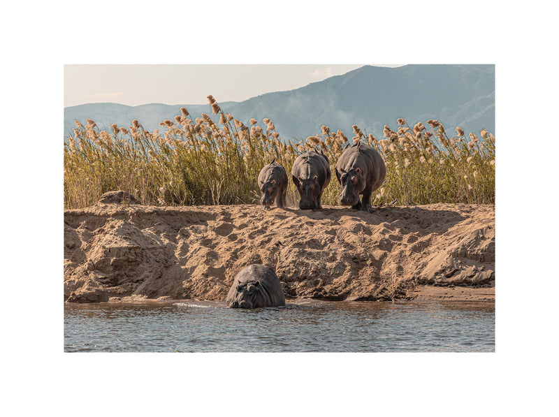 A Hesitation of Hippo’s