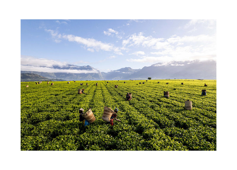 A Tea Green Sea