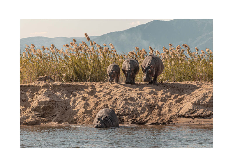 A Hesitation of Hippo’s