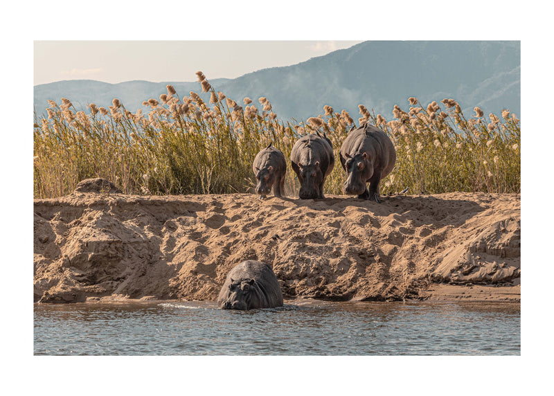 A Hesitation of Hippo’s