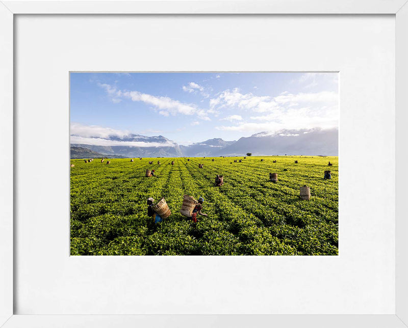 A Tea Green Sea