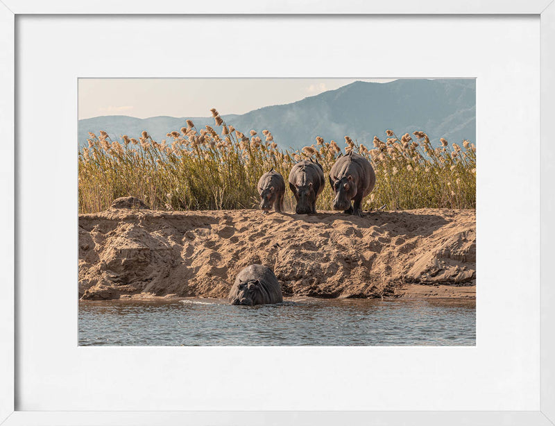 A Hesitation of Hippo’s