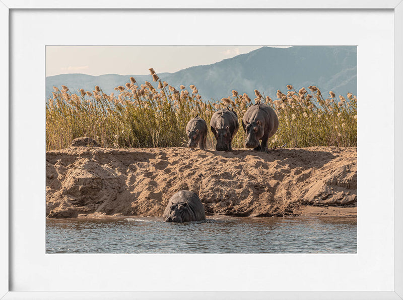 A Hesitation of Hippo’s