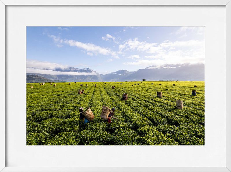 A Tea Green Sea