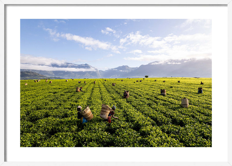 A Tea Green Sea