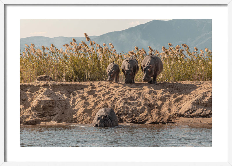 A Hesitation of Hippo’s
