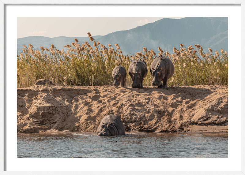 A Hesitation of Hippo’s