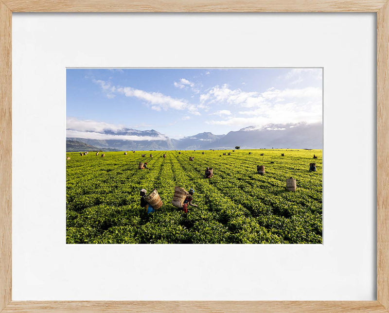 A Tea Green Sea