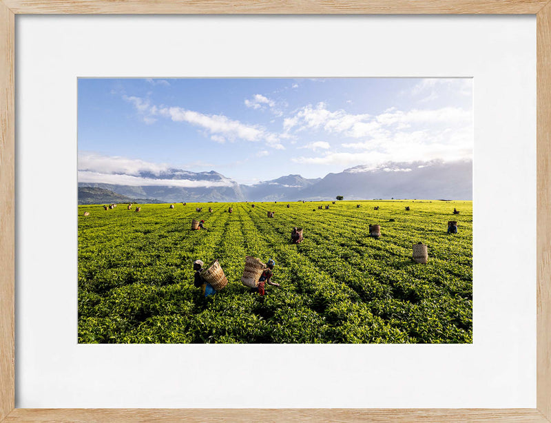 A Tea Green Sea