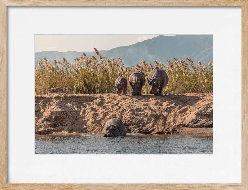 A Hesitation of Hippo’s