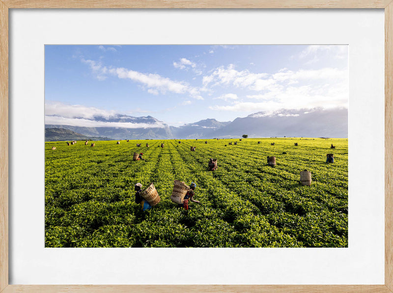 A Tea Green Sea