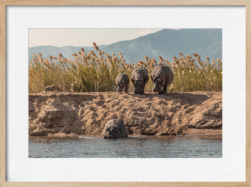 A Hesitation of Hippo’s