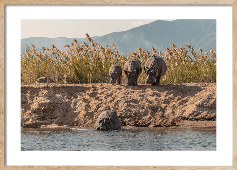A Hesitation of Hippo’s