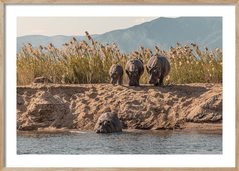 A Hesitation of Hippo’s